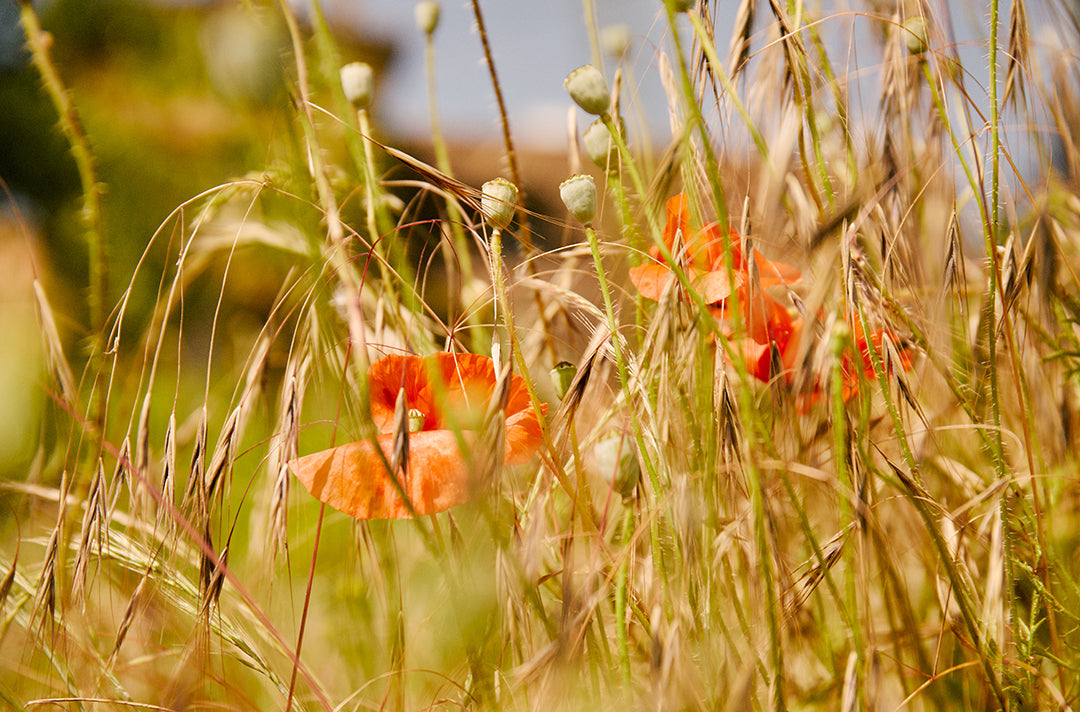 Living Holistically: My Way of Life