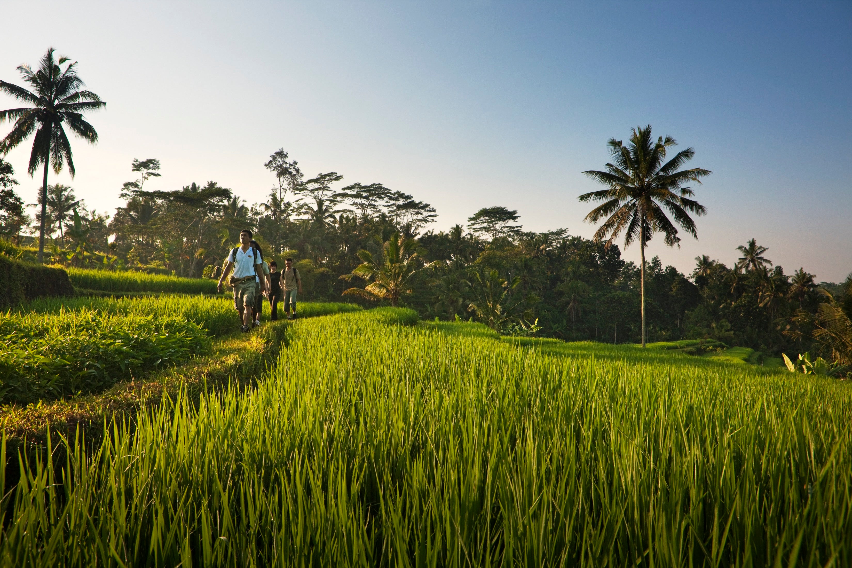 COMO Shambhala Connect to Rebalance Path 5 nights | Bali | from 4800 USD Serenity Ways