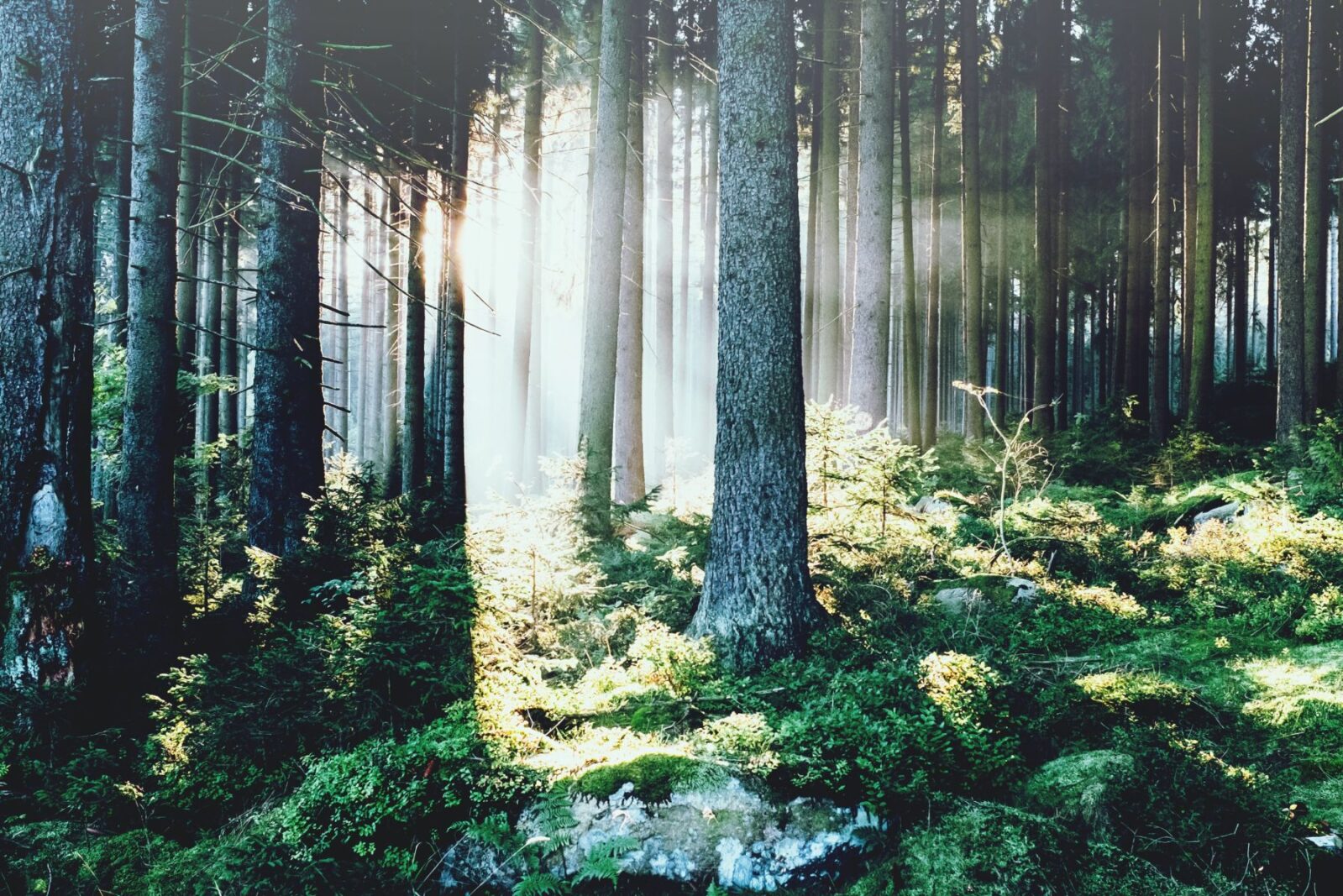 Forest around Lefay Dolomiti