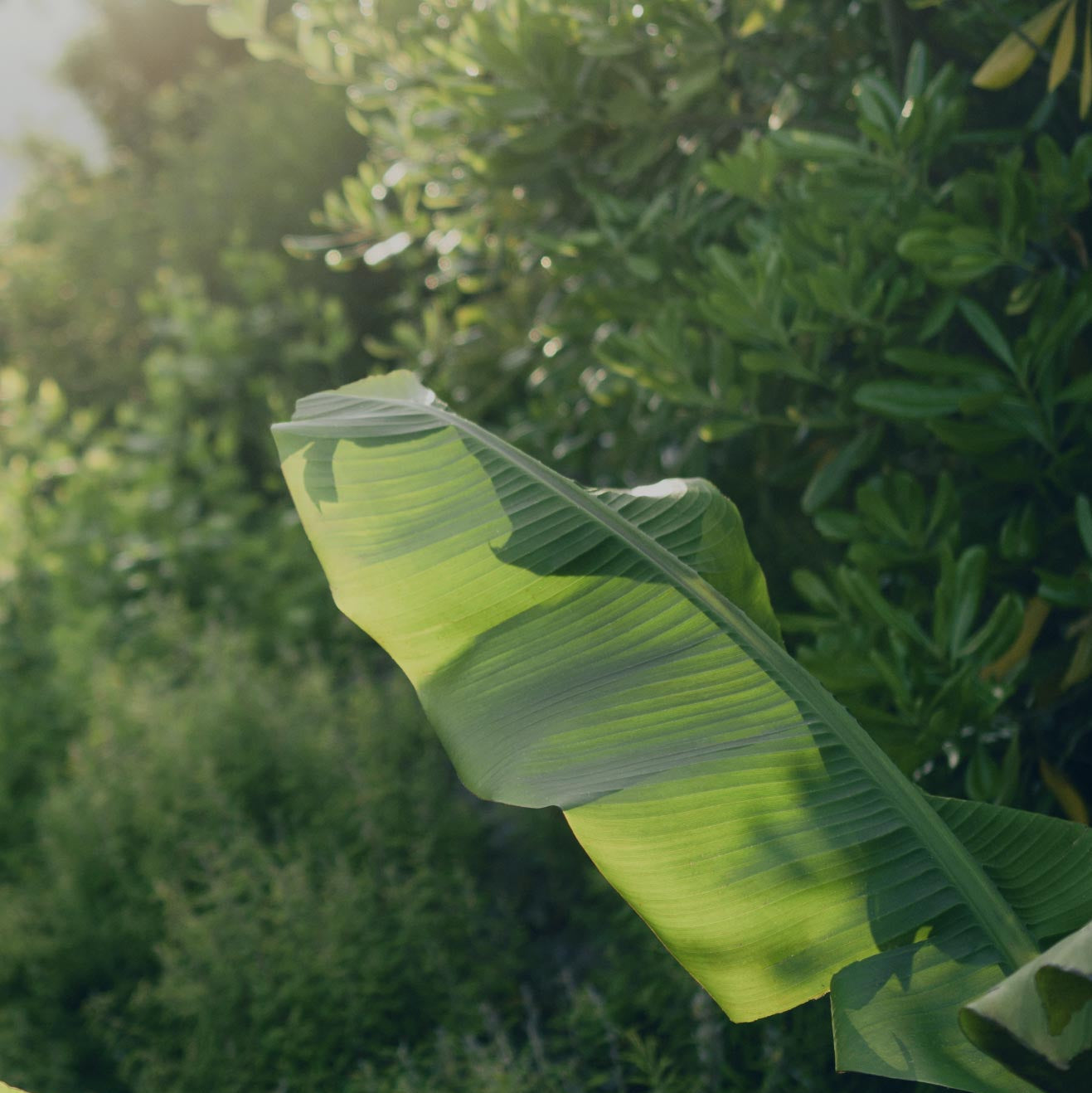 At Lefay Lago di Garda during wellness retreats, you are immersed in nature and enjoy a profound digital detox