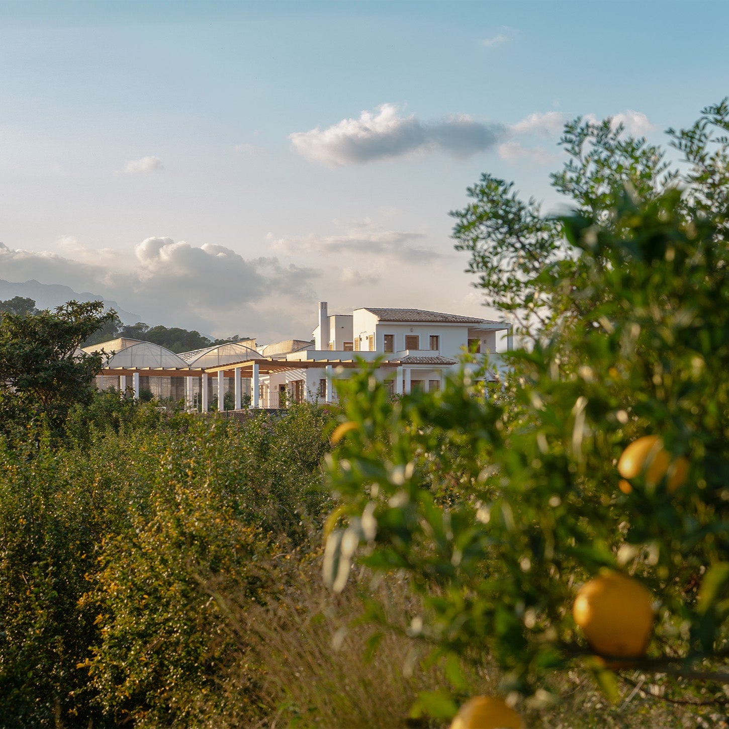 A view of Finca Althea, the organic farm of ZEM Wellness Clinic Altea