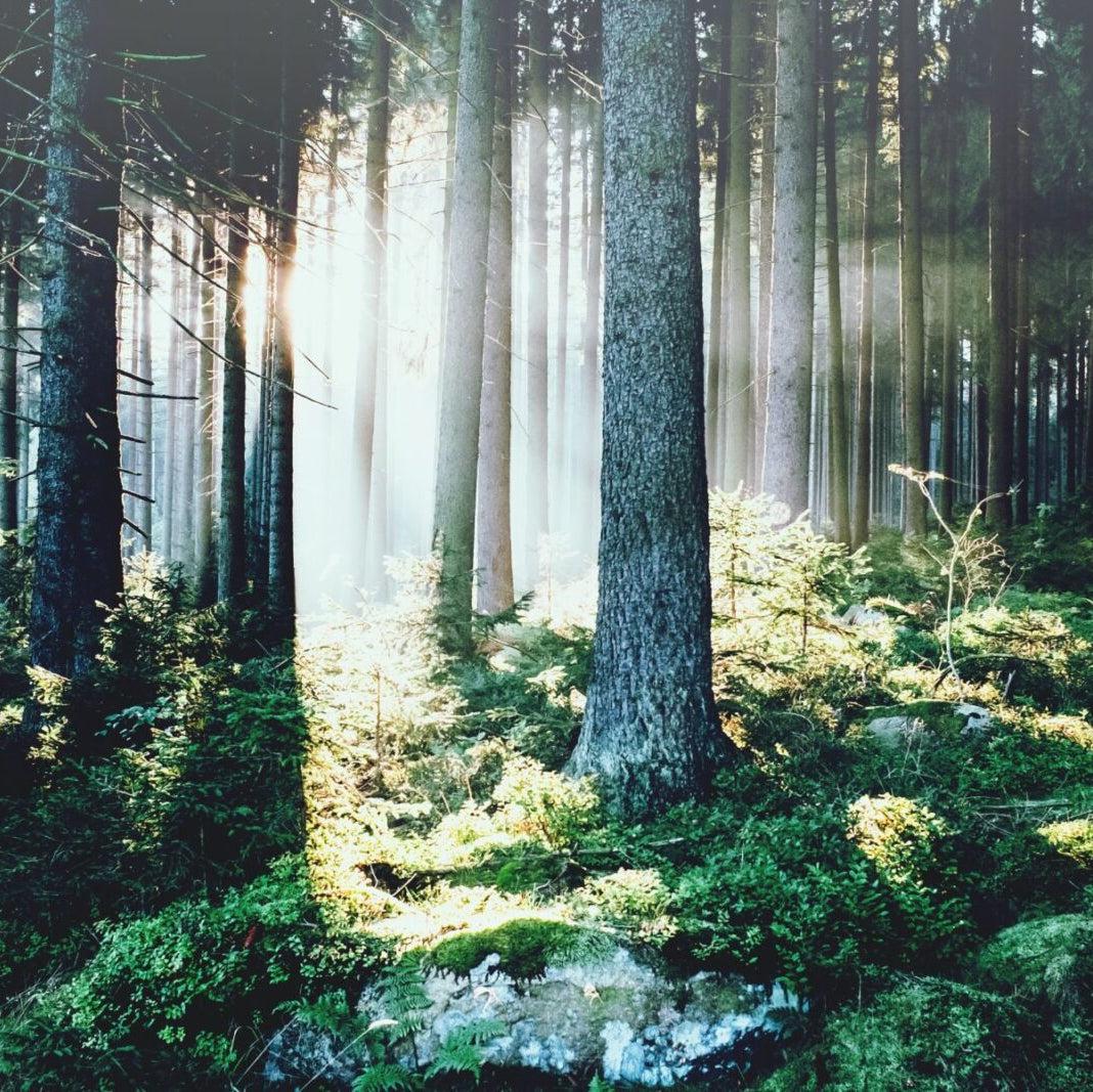 Trees in the forest near Lefay Dolomiti