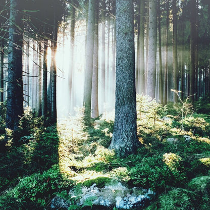 Trees in the forest near Lefay Dolomiti