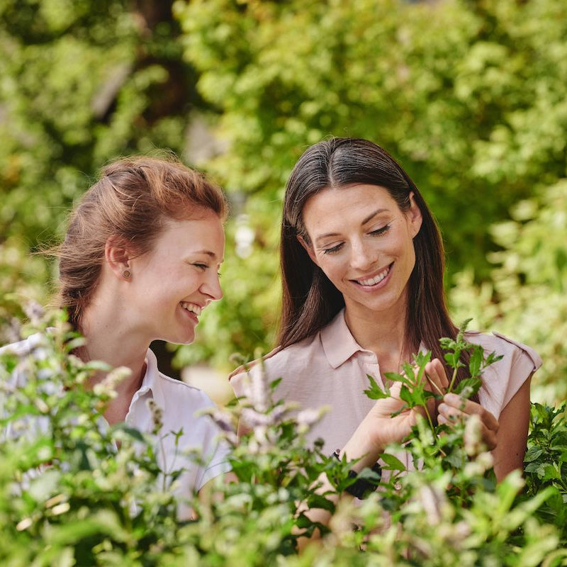 Picking plants for remedes at MAYRLIFE