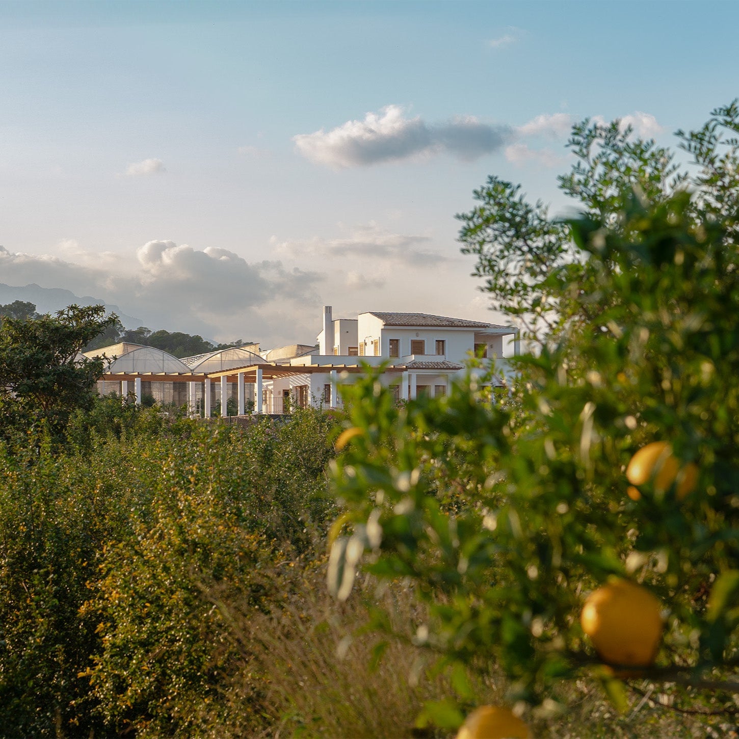 A view of Finca Althea, the organic farm of  ZEM Wellness Clinic Altea